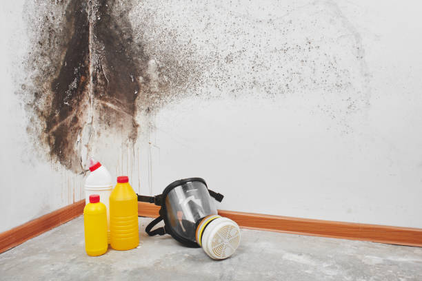 Attic Mold Removal in Camino Tassajara, CA