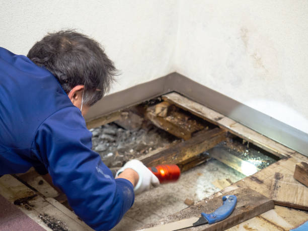Best Black Mold Removal  in Mino Tassajara, CA