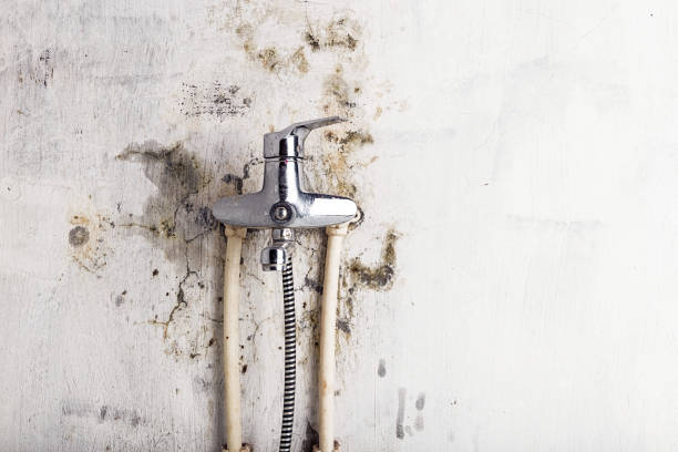 Best Residential Mold Removal  in Mino Tassajara, CA