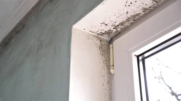 Best Mold Testing and Removal  in Mino Tassajara, CA