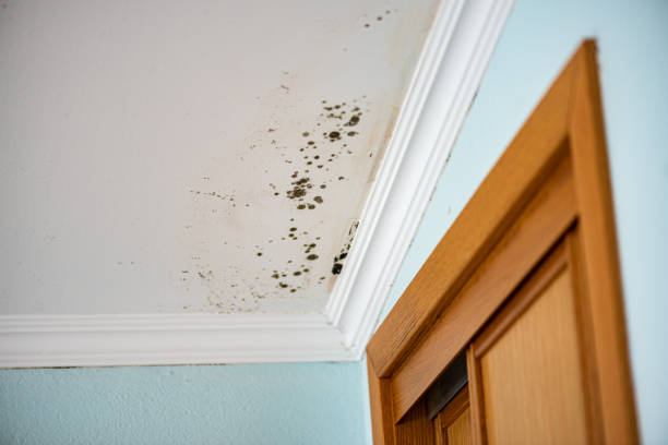 Best Home Mold Removal  in Mino Tassajara, CA