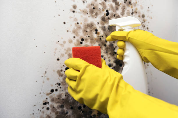 Mold Testing and Removal in Camino Tassajara, CA
