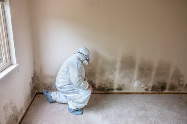 Best Mold Remediation  in Mino Tassajara, CA