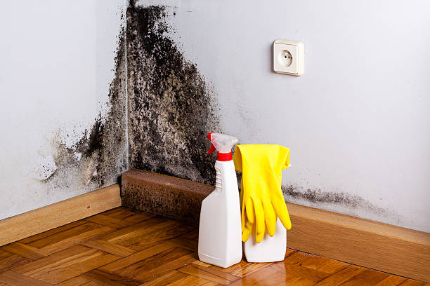 Best Professional Mold Removal  in Mino Tassajara, CA