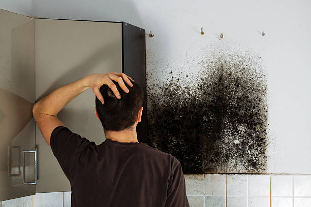 Best Toxic Mold Removal  in Mino Tassajara, CA