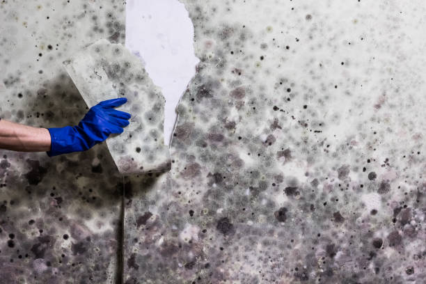 Best Mold Removal Company Near Me  in Mino Tassajara, CA