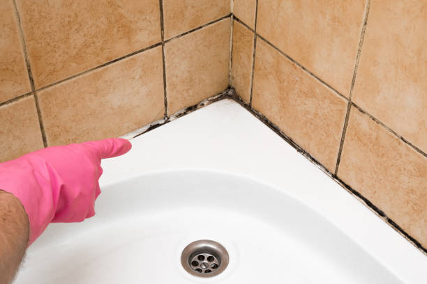 Trusted Camino Tassajara, CA Mold Removal Experts