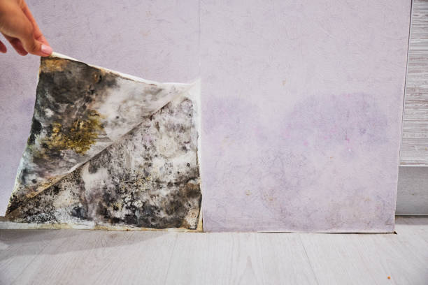 Best Mold Removal Near Me  in Mino Tassajara, CA